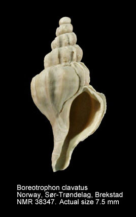 Boreotrophon clavatus (7).jpg - Boreotrophon clavatus (G.O.Sars,1878)
